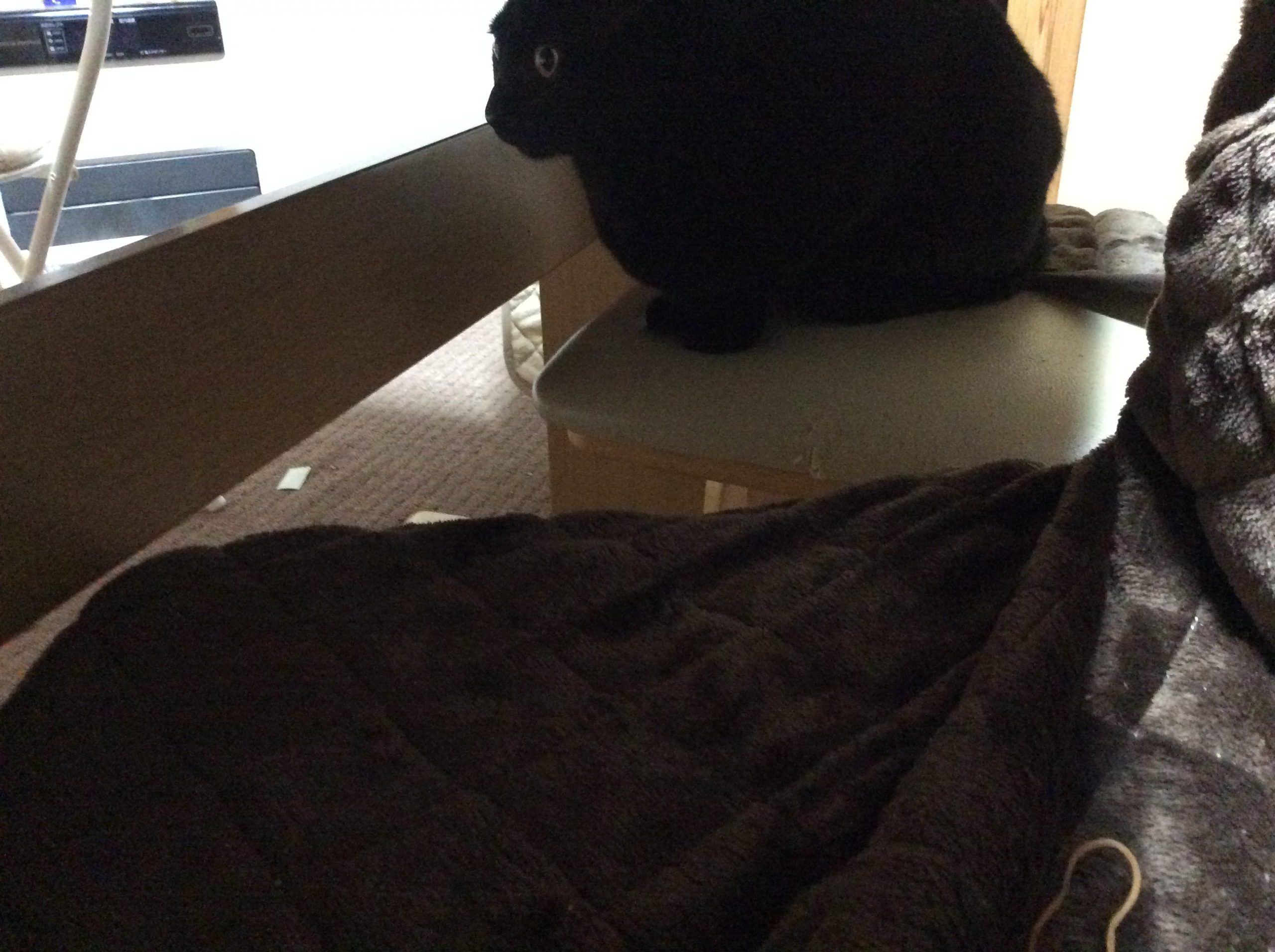 黒猫