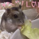 ジャンガリアンハムスター