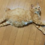 ミッチェルちゃん妊娠中！