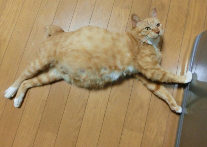 ミッチェルちゃん妊娠中!