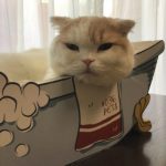 お風呂