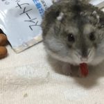 団子 みたらし　ジャンガリアンハムスター
