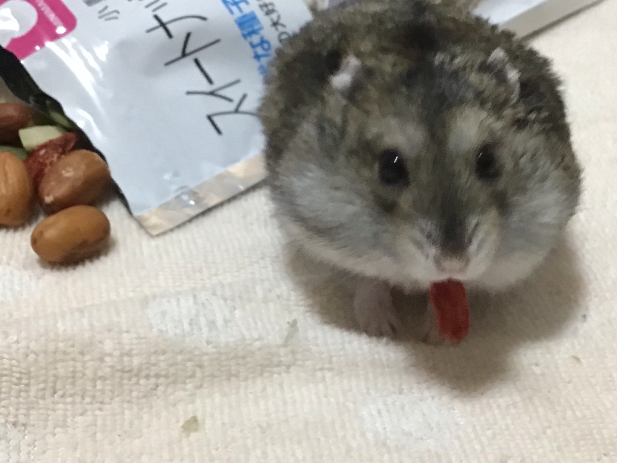 団子 みたらし ジャンガリアンハムスター