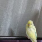 いんこのきーちゃん