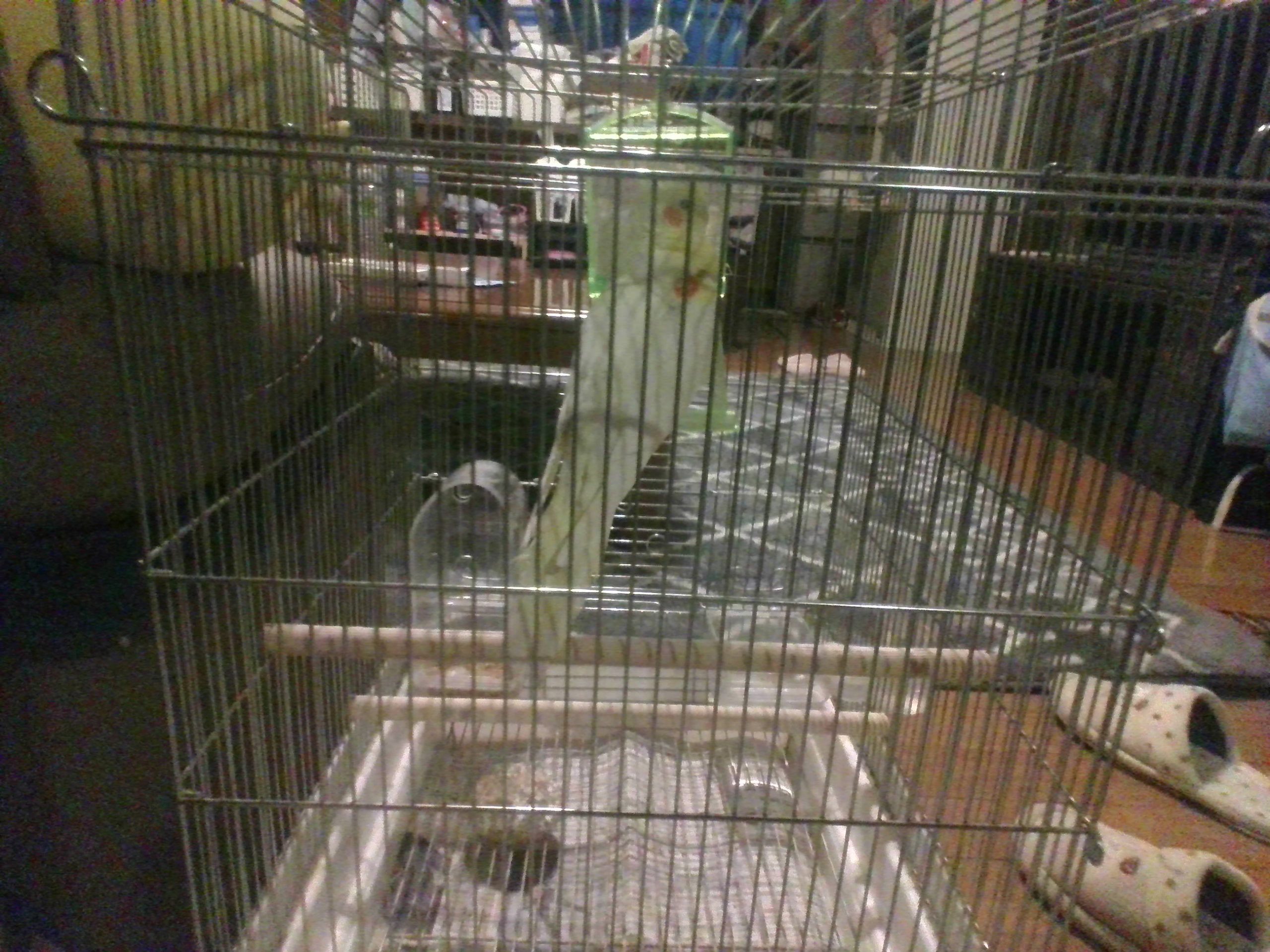 オカメインコ