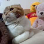 スコティッシュのくうちゃん