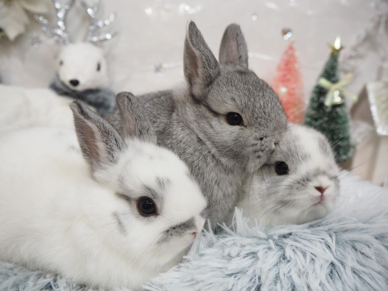 うさぎ