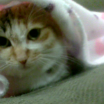 三毛猫