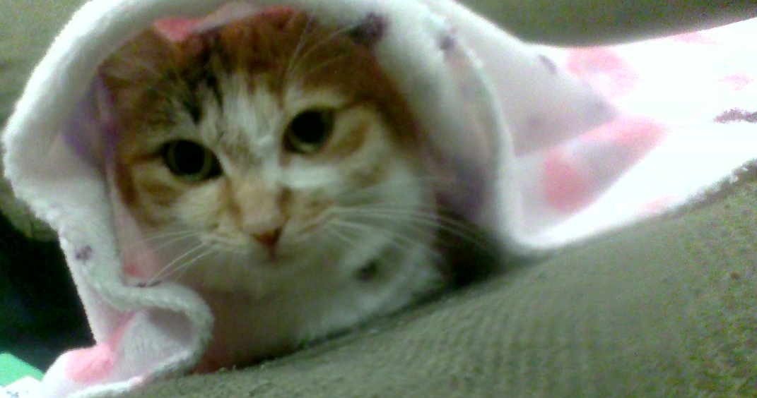 三毛猫
