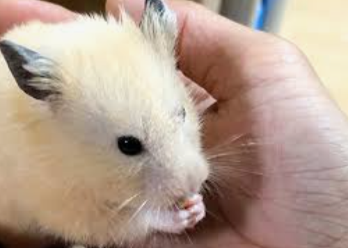 ゴールデンハムスターの、やんちゃんです。