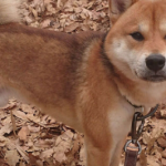 柴犬
