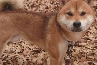 柴犬