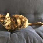 サビ柄の愛猫です！