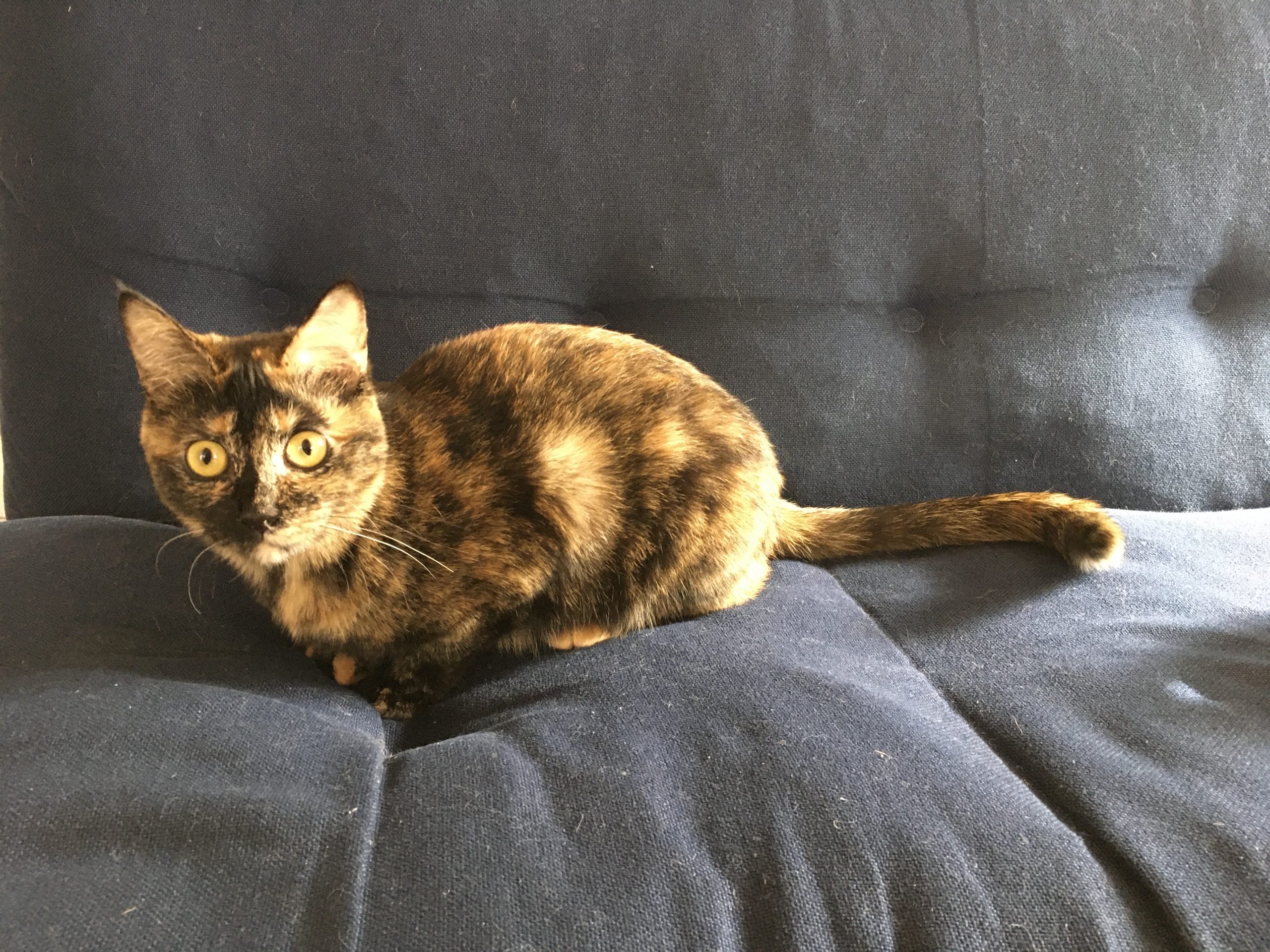 サビ柄の愛猫です!