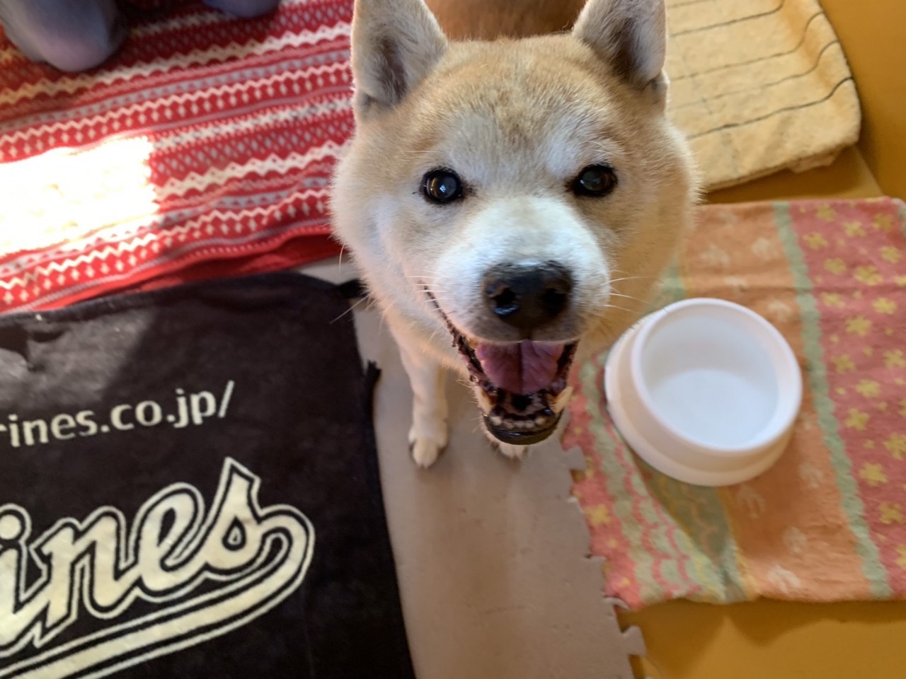 はやと