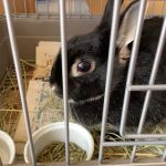 真っ黒なツンデレうさぎちゃん！