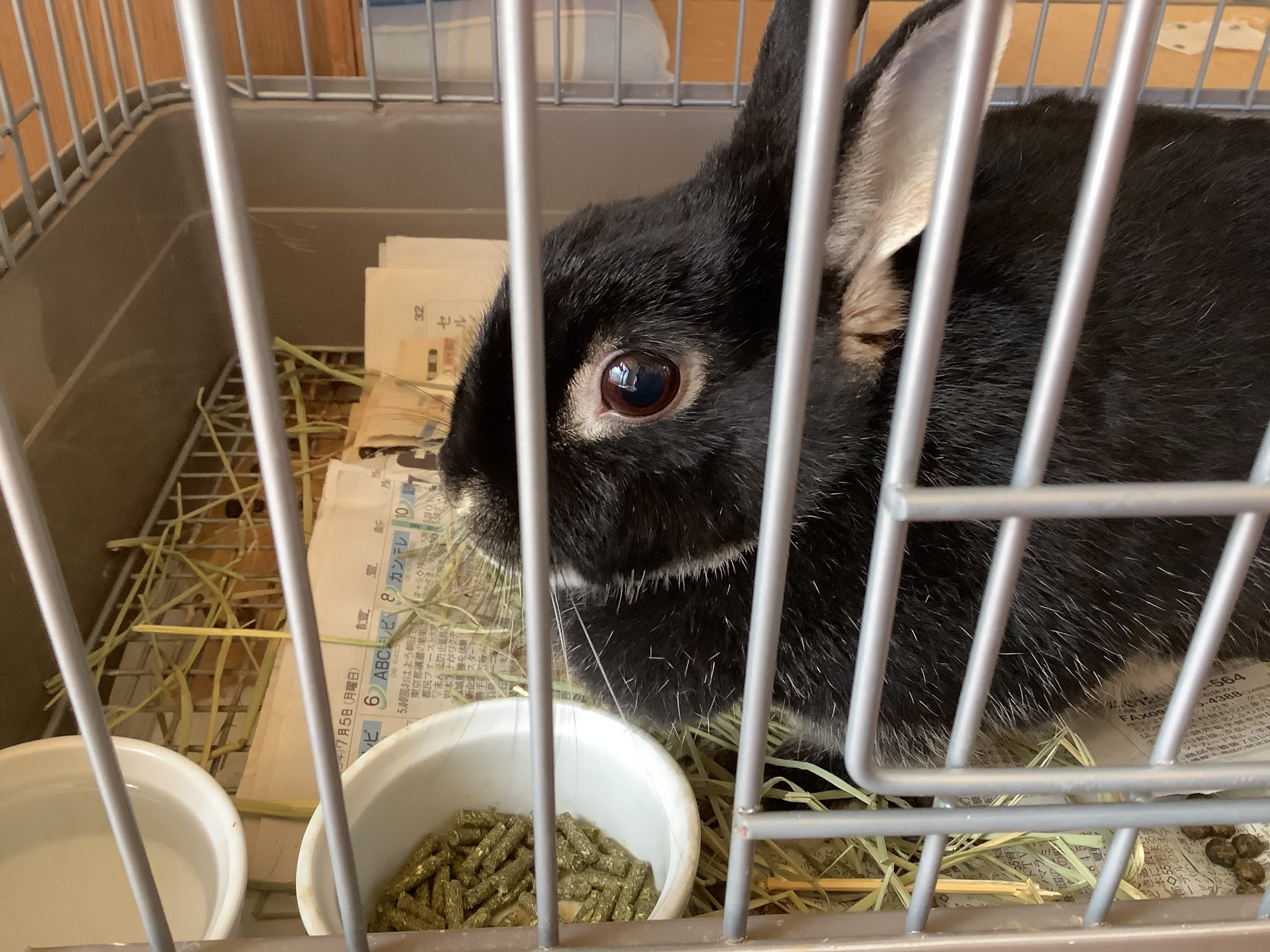 真っ黒なツンデレうさぎちゃん!