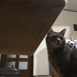 猫　華　#私にとっての神1