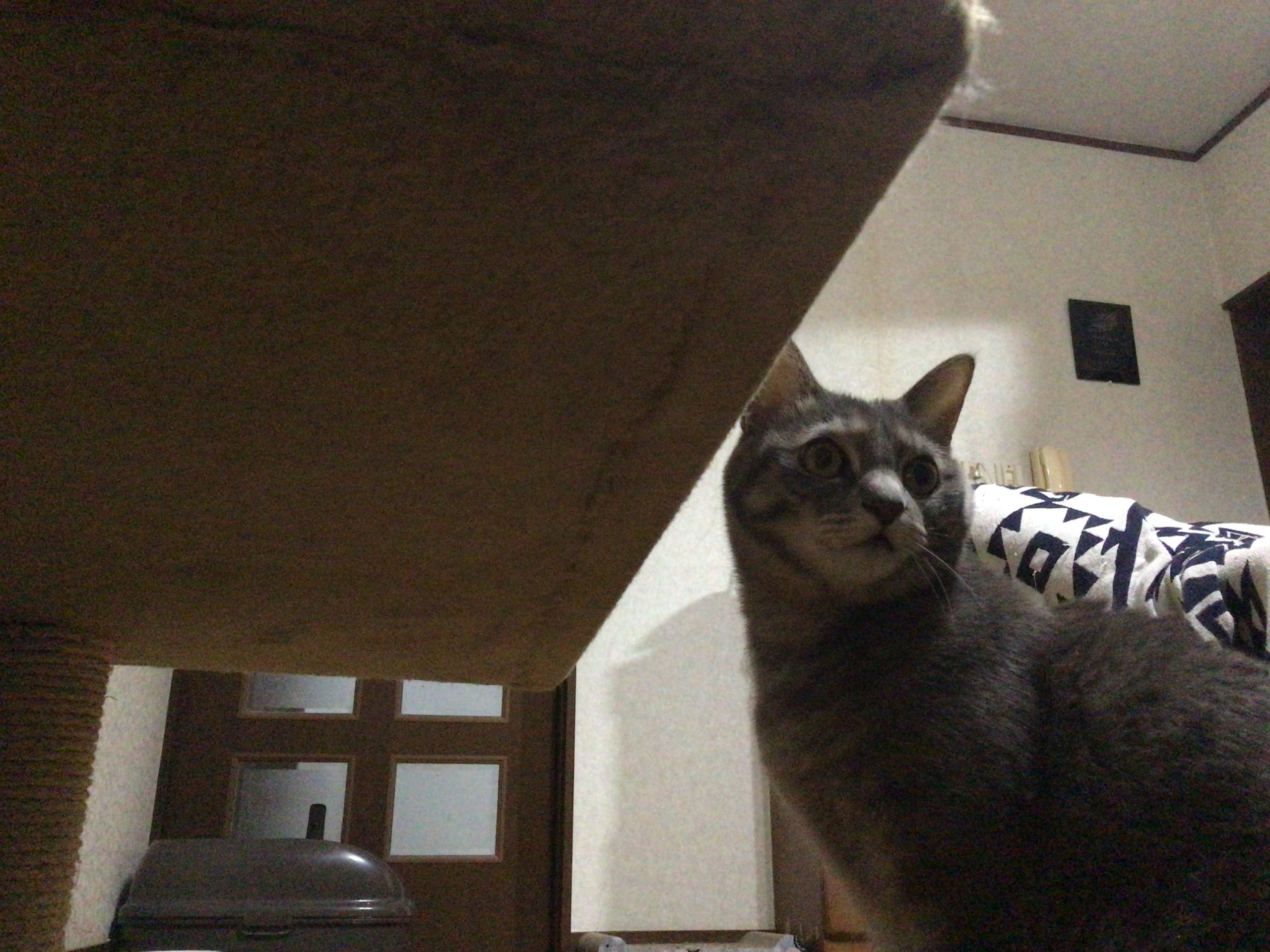 猫　華　#私にとっての神1