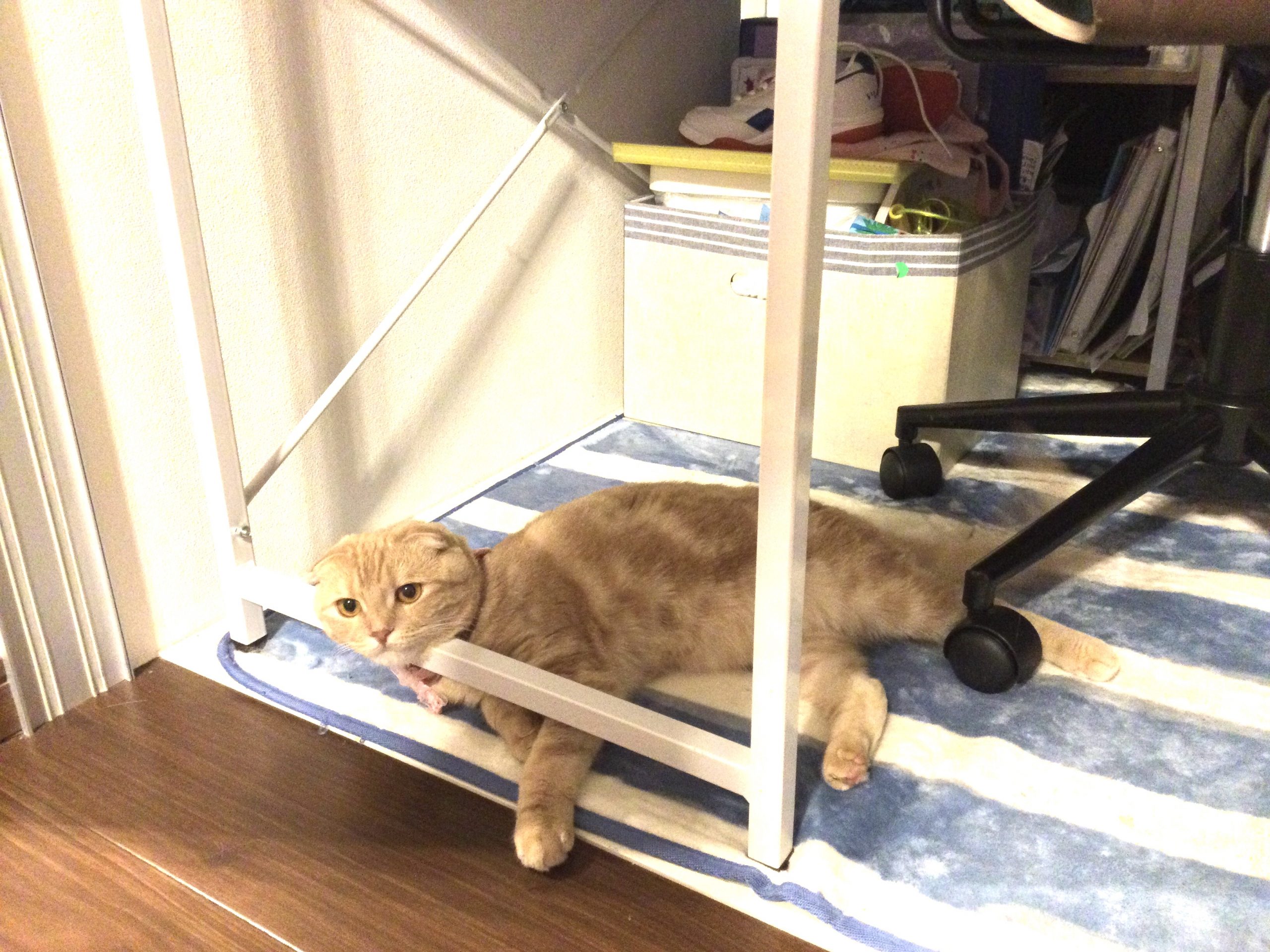 スコティッシュフォールド