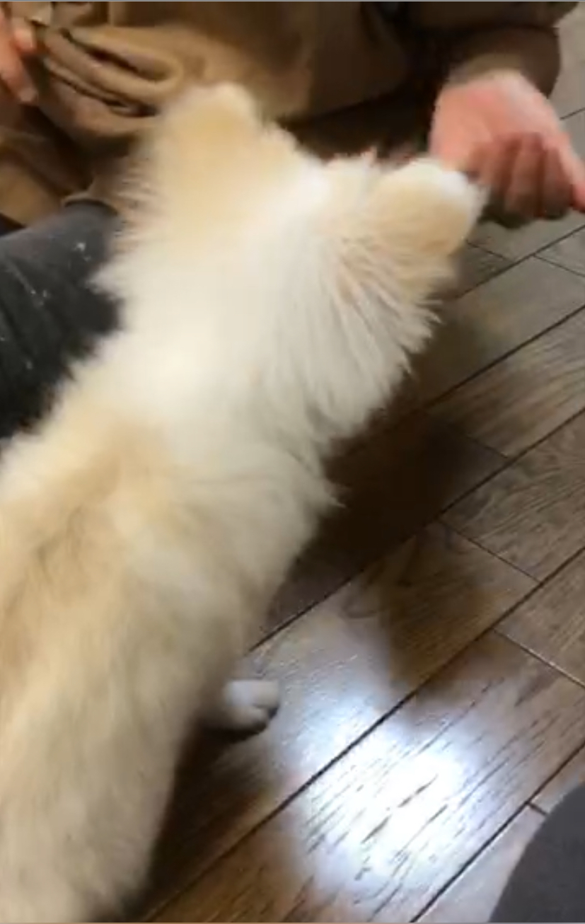 のんちゃん、お菓子しか勝たん！