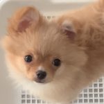 ポメチワの麦！