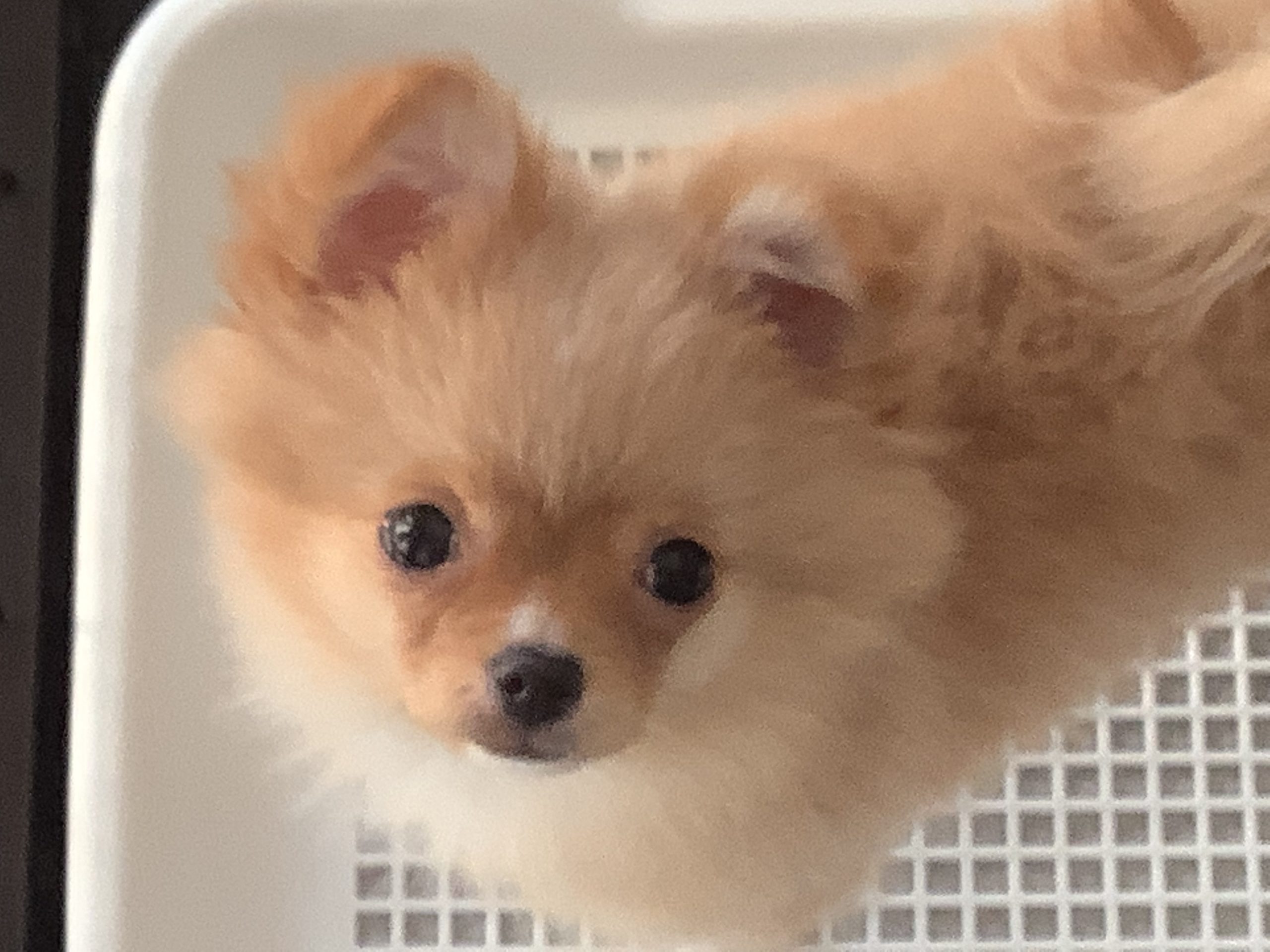 ポメチワの麦!