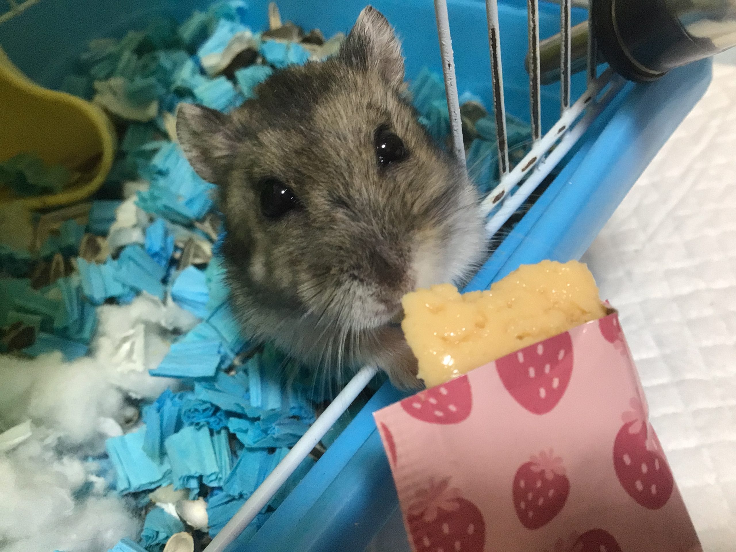 綺麗に写真を撮れたハムスター