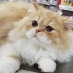 アメリちゃん