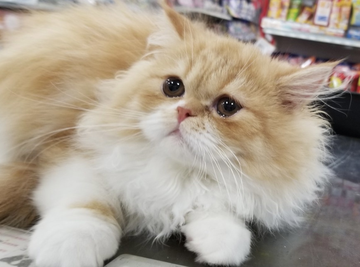 アメリちゃん