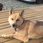 ミックス犬の湖っぺだよ