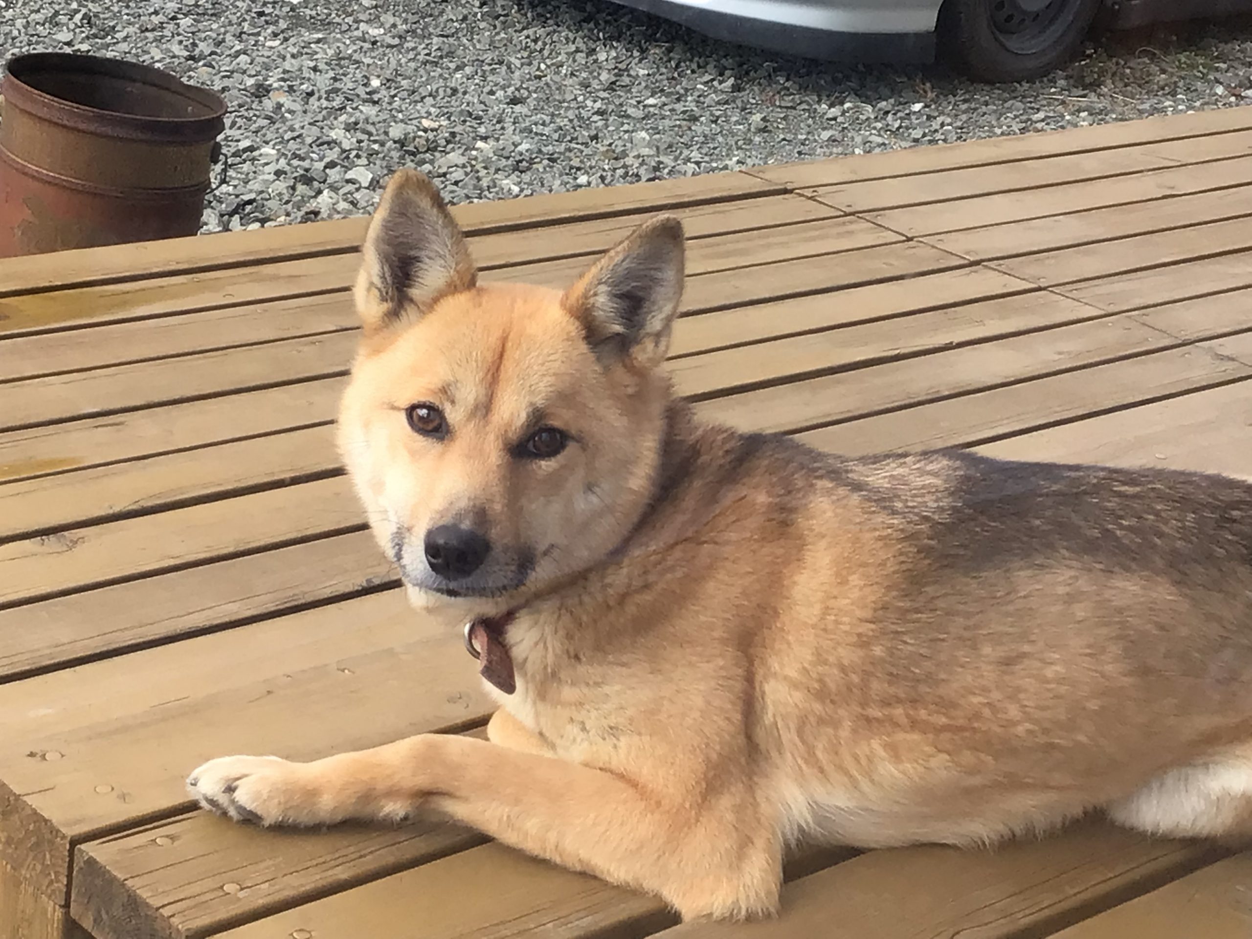 ミックス犬の湖っぺだよ