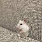 もか