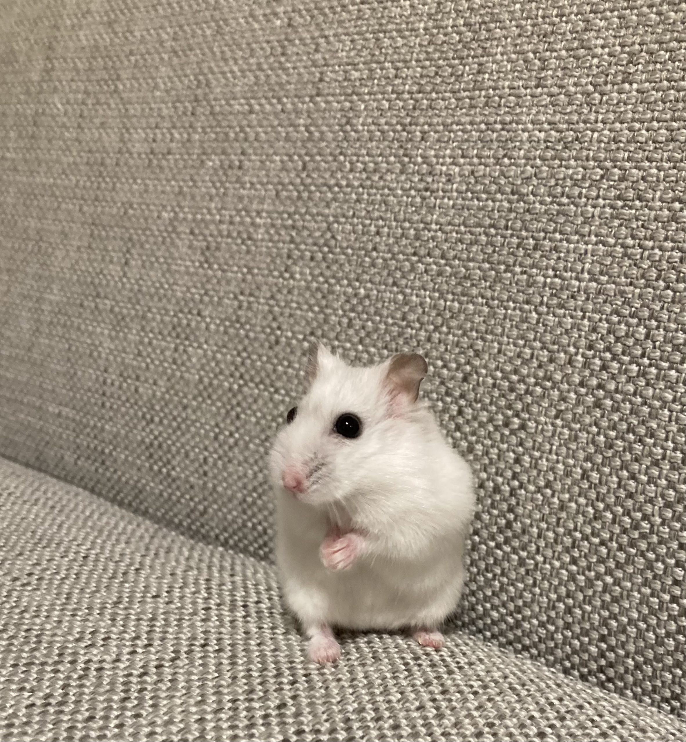 もか