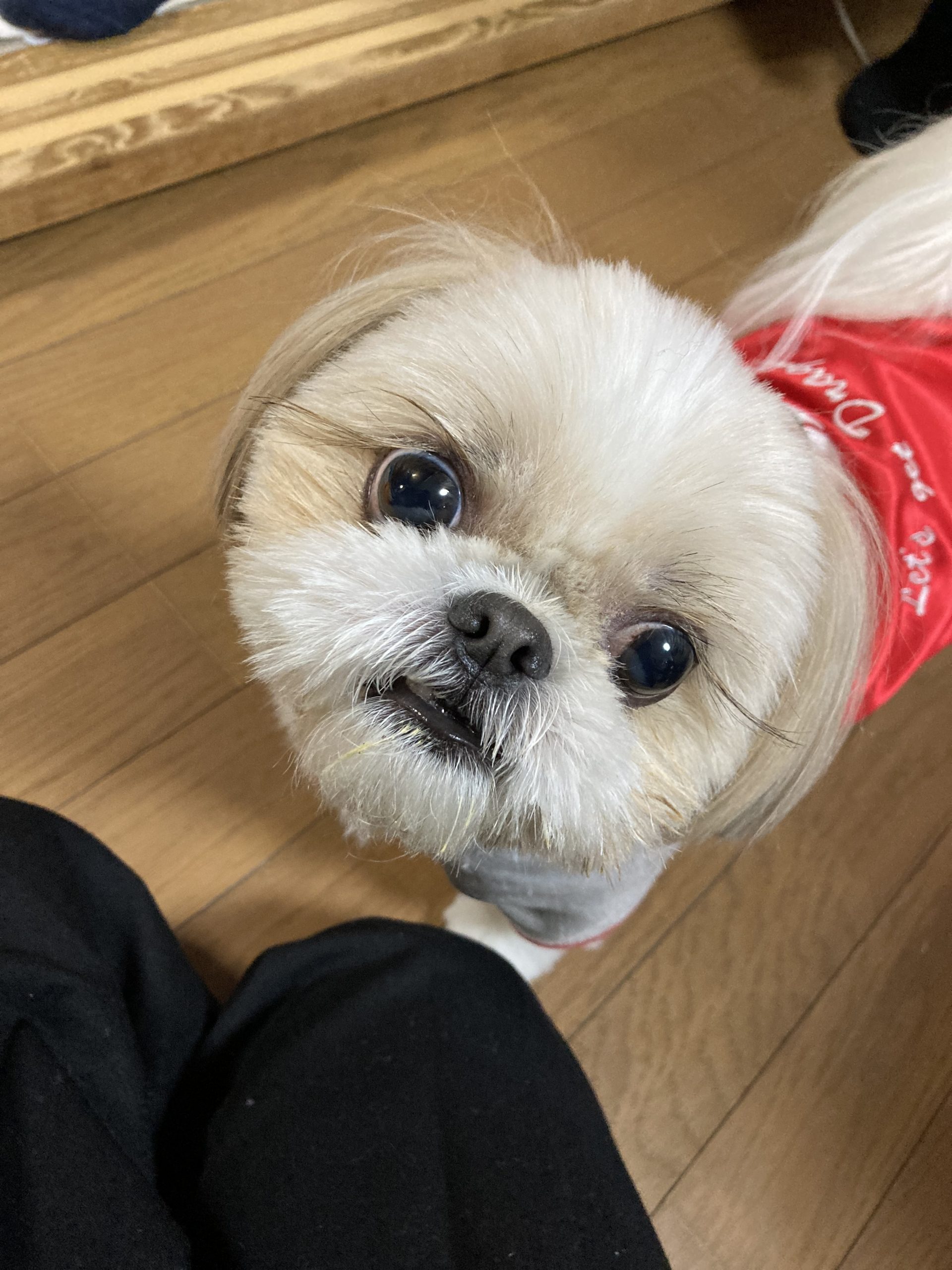 犬