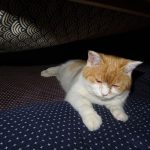 チャチャ