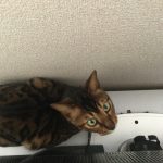 ベンガル