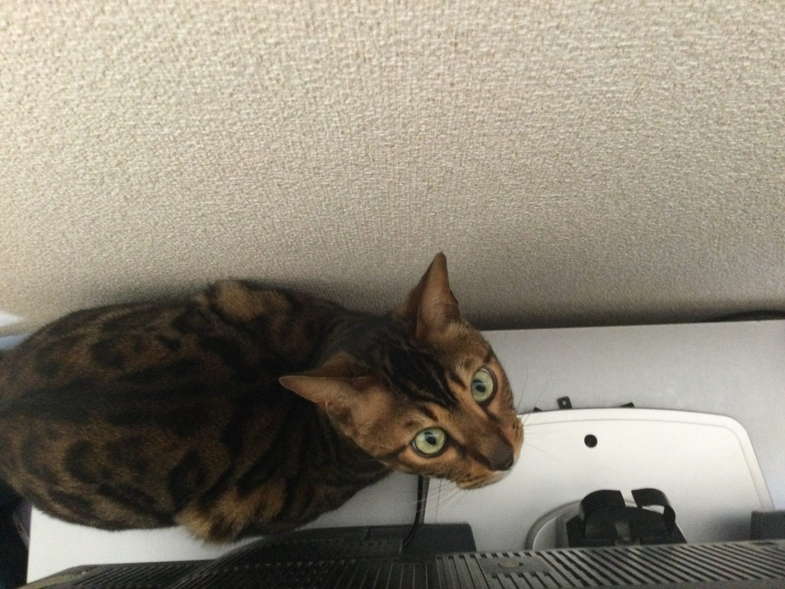ベンガル