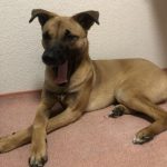 保護犬で名前はベラです！