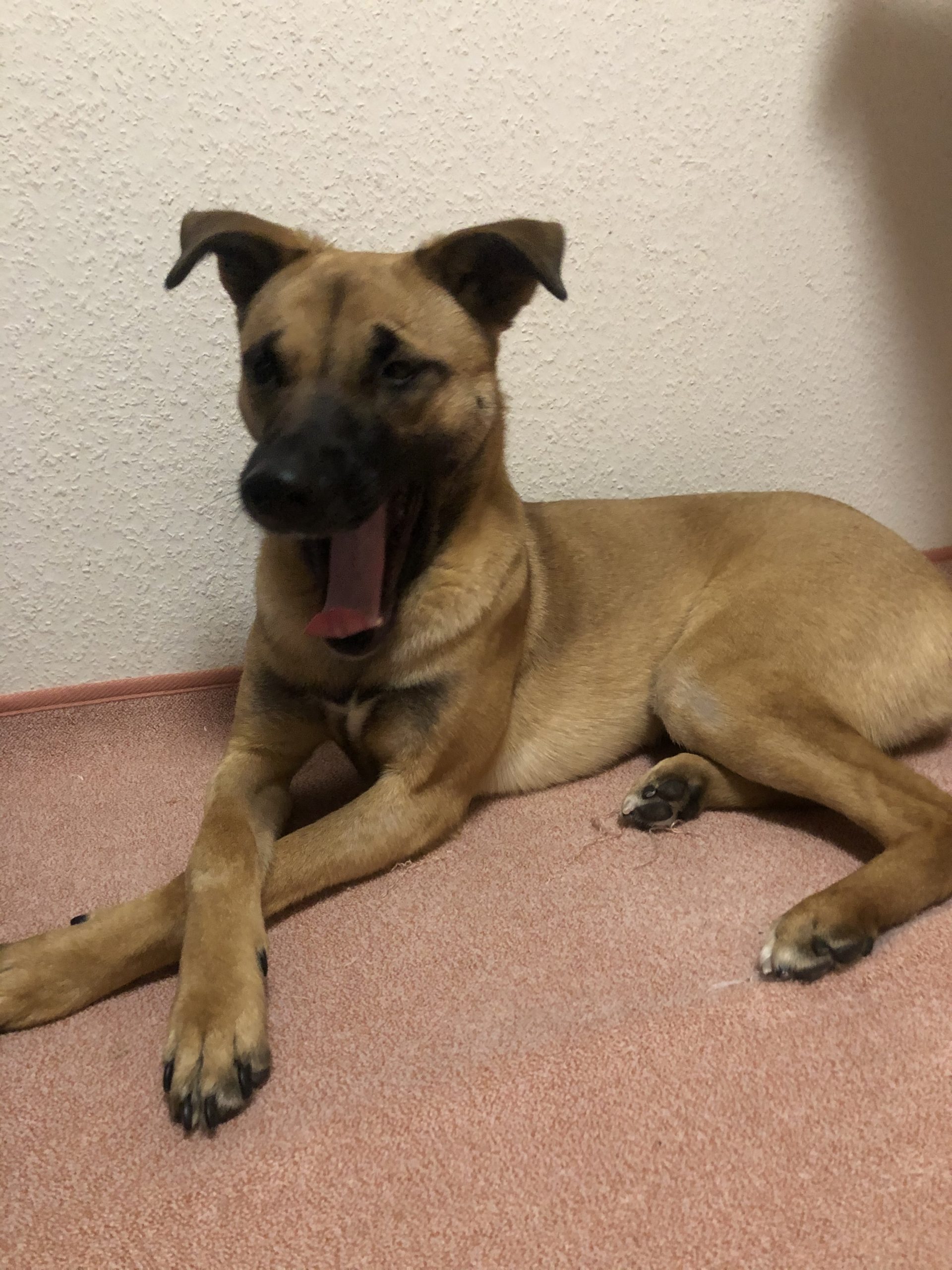 保護犬で名前はベラです!