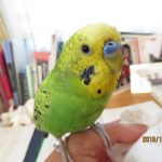 我が家のセキセイインコ
