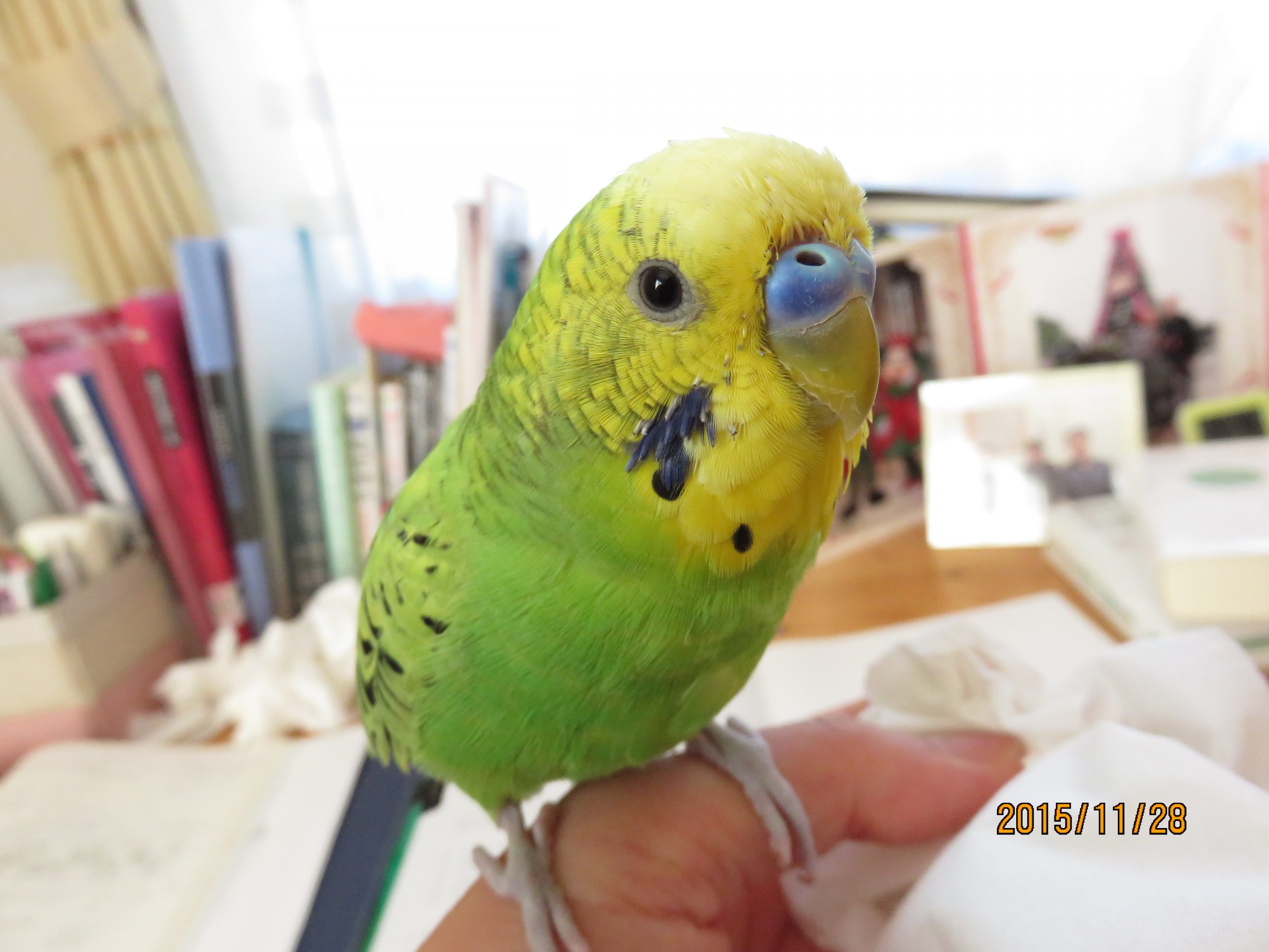 我が家のセキセイインコ