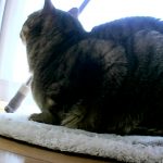 元野良猫キジトラのチャッピー