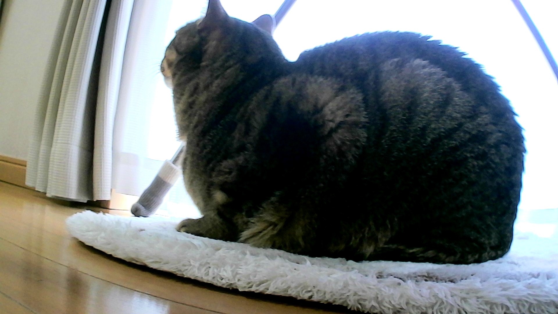 元野良猫キジトラのチャッピー