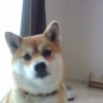 豆しばのマロン