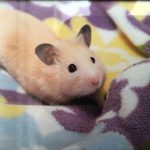 キンクマハムスターのベリーちゃんです。