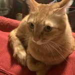 4歳のオスの雑種でチャイと言います