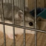 ハムスターのはなちゃん