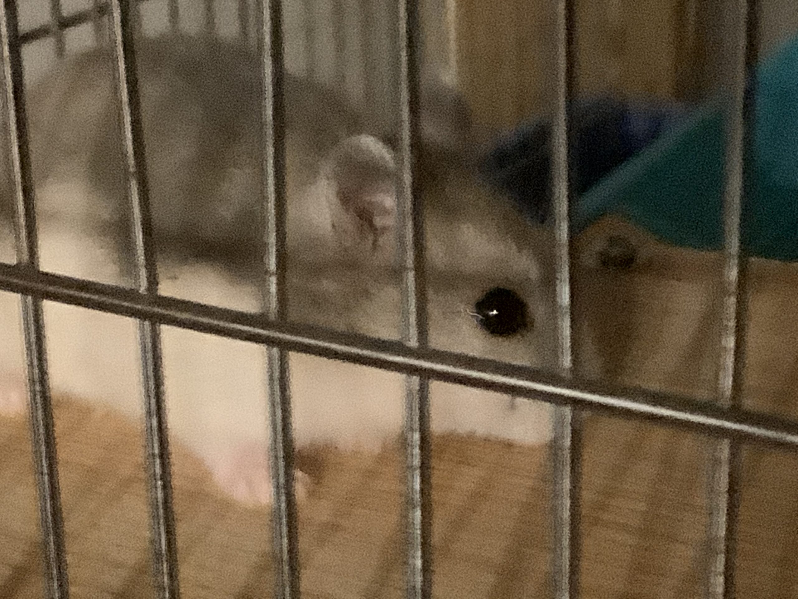 ハムスターのはなちゃん