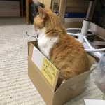 ねこのネギ